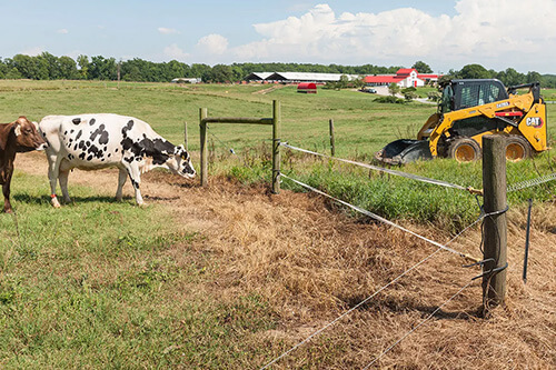 Cat equipment for dairy